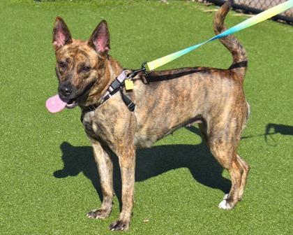 Enlarge Pixie, a Adoptable mixed breed in West Seneca, NY image 3/3