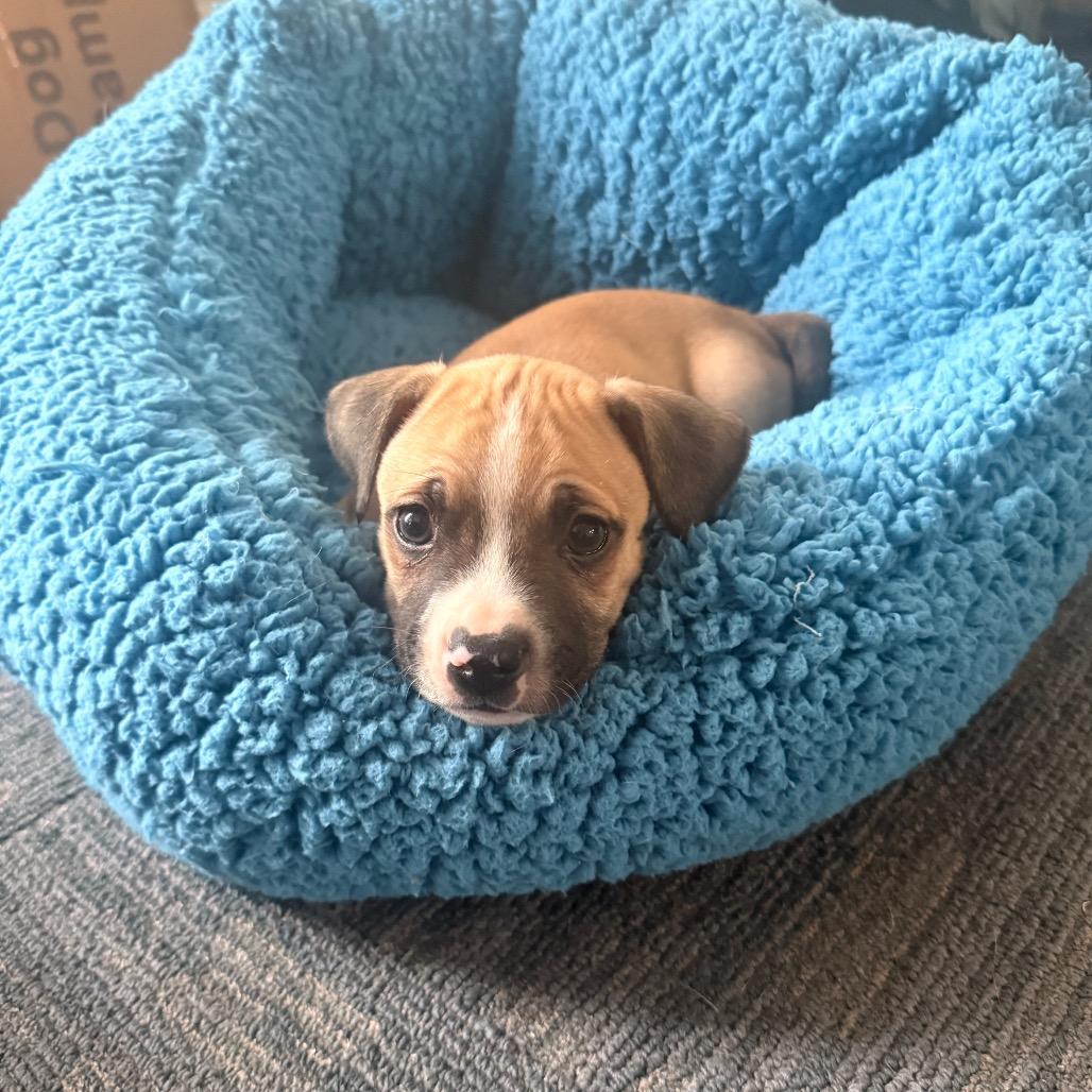 Enlarge Mousse (Sweet Treats Litter), a Adoptable Mixed Breed in Festus, MO image 1/4