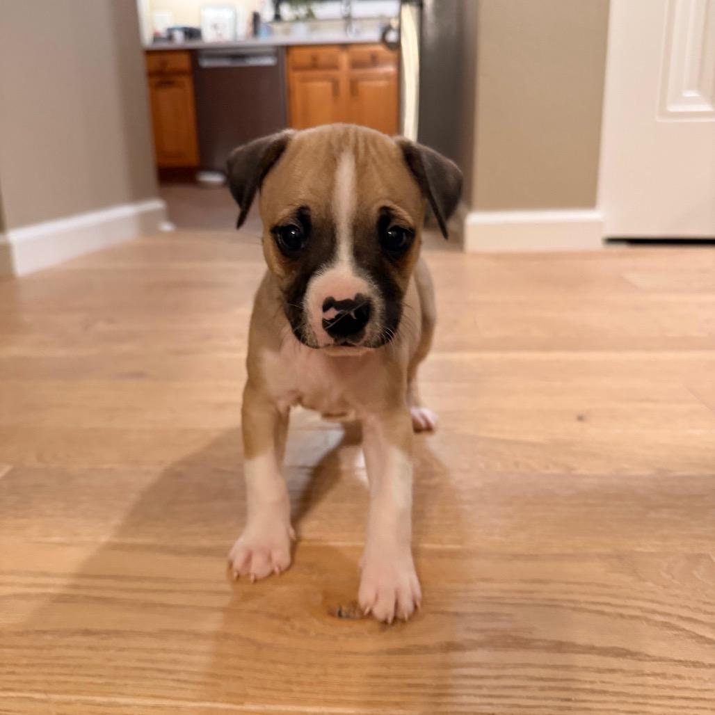 Enlarge Mousse (Sweet Treats Litter), a Adoptable Mixed Breed in Festus, MO image 2/4