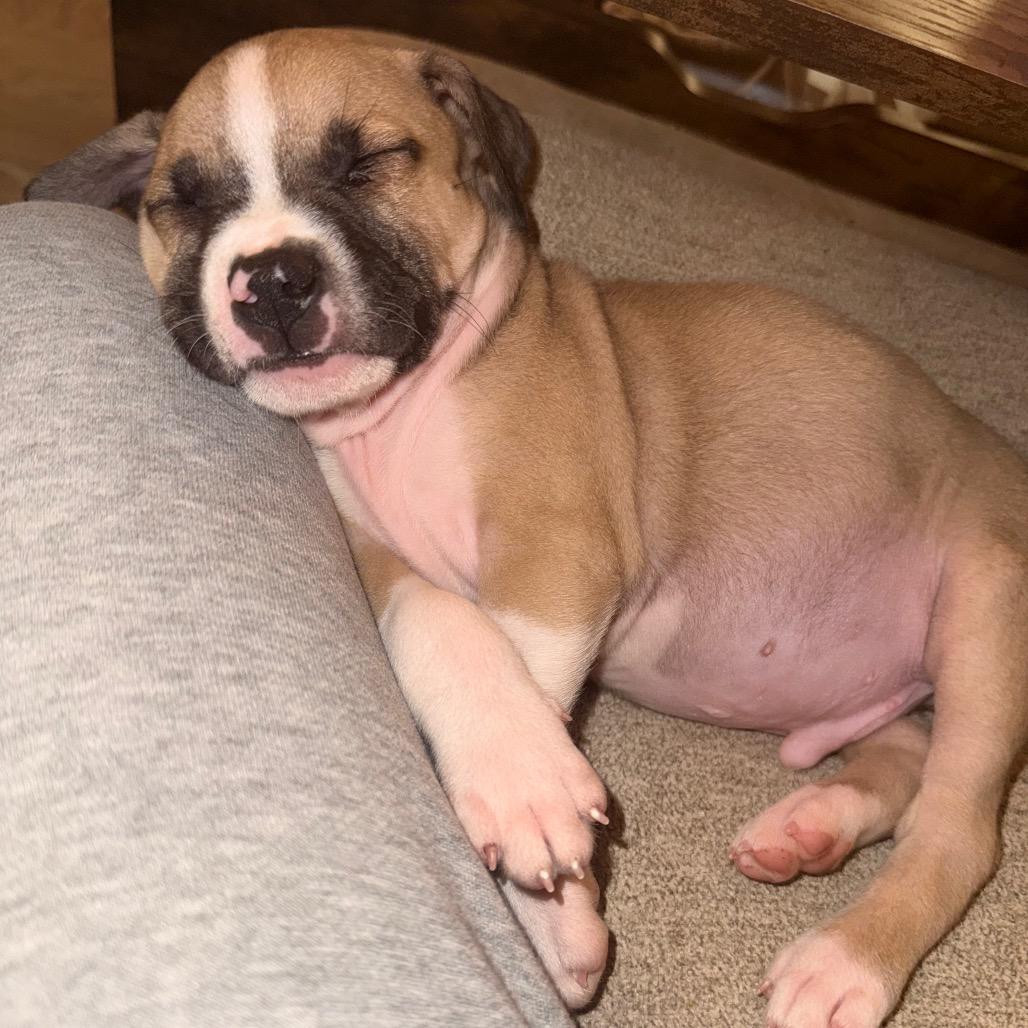 Enlarge Mousse (Sweet Treats Litter), a Adoptable Mixed Breed in Festus, MO image 3/4