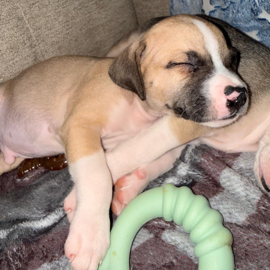 Enlarge Mousse (Sweet Treats Litter), a Adoptable Mixed Breed in Festus, MO image 4/4