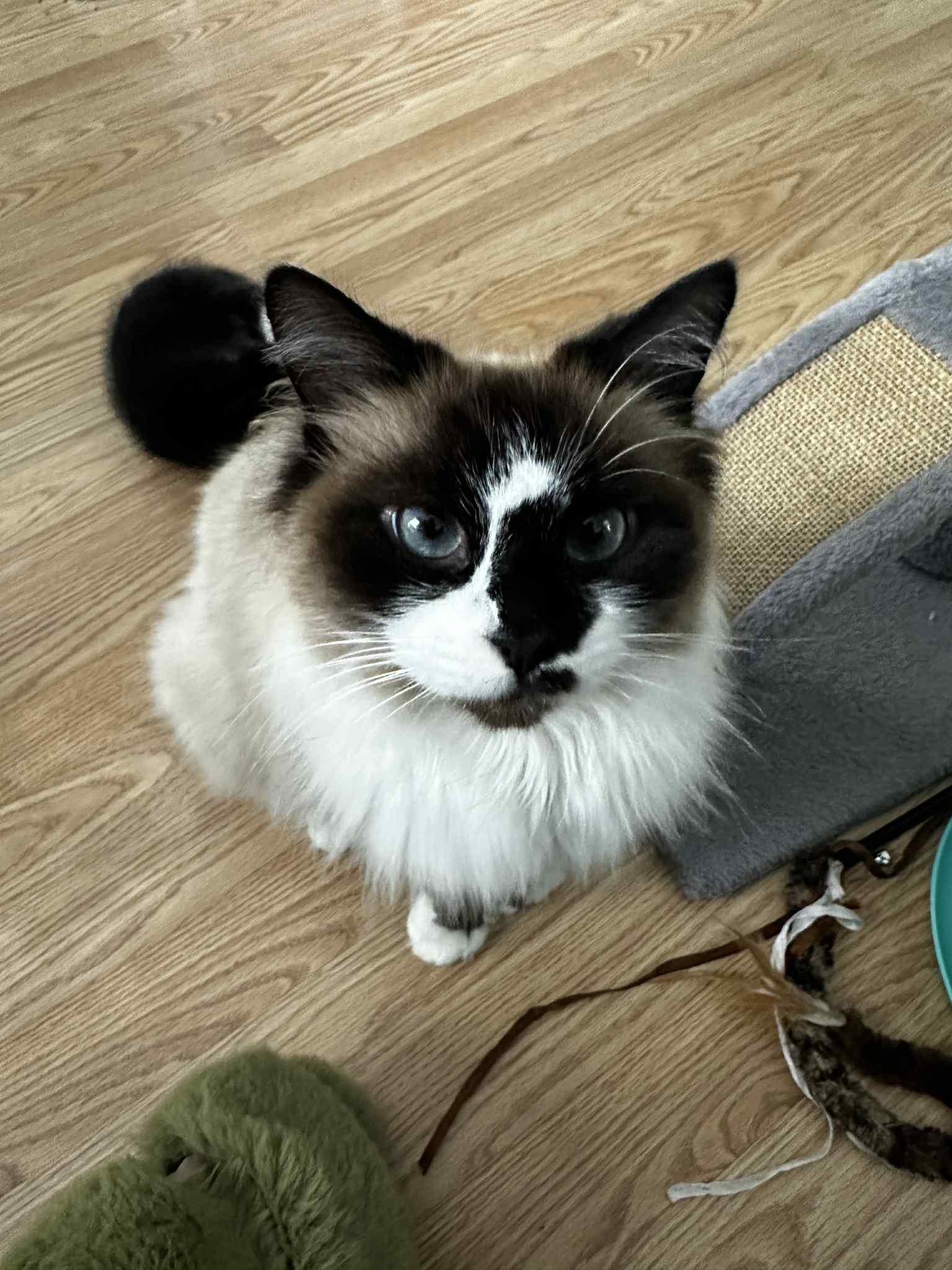 Enlarge Yuki, an adoptable Siamese in New Bedford, MA image 2/3