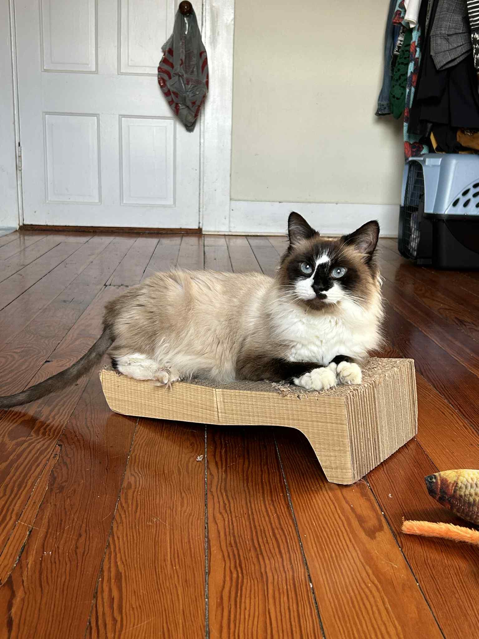 Enlarge Yuki, an adoptable Siamese in New Bedford, MA image 1/3