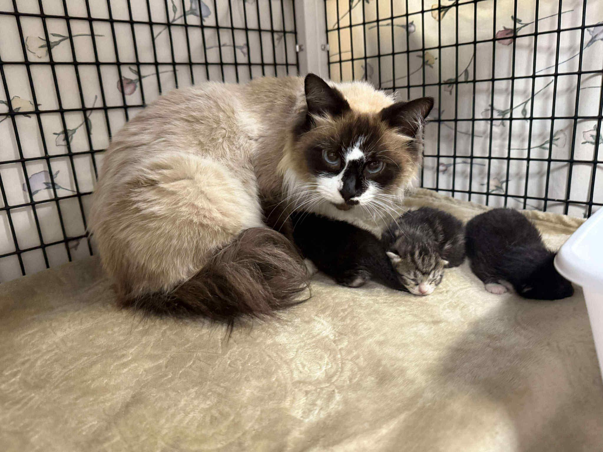 Enlarge Yuki, an adoptable Siamese in New Bedford, MA image 3/3