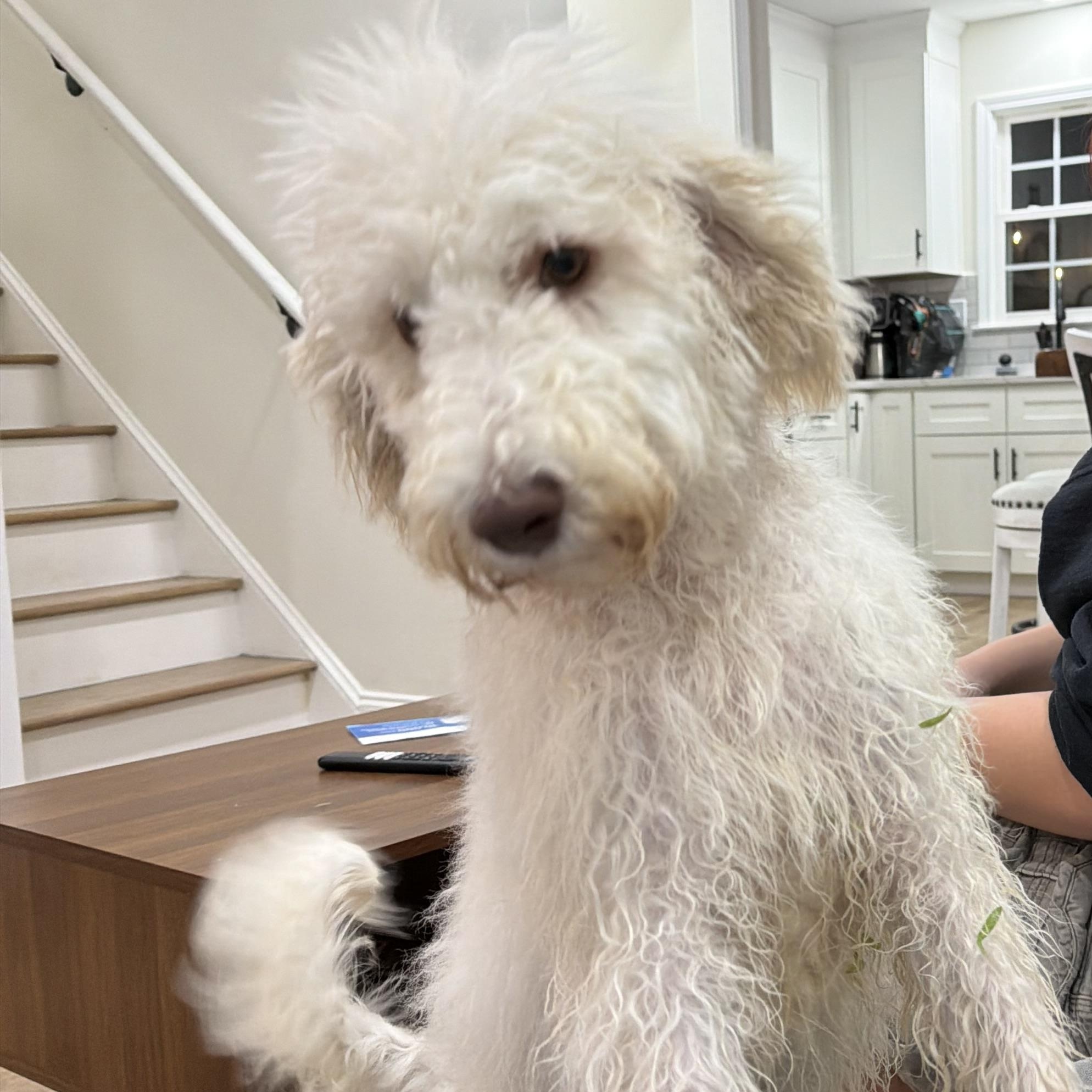 Eden , adopted, Puppy Female Labradoodle.