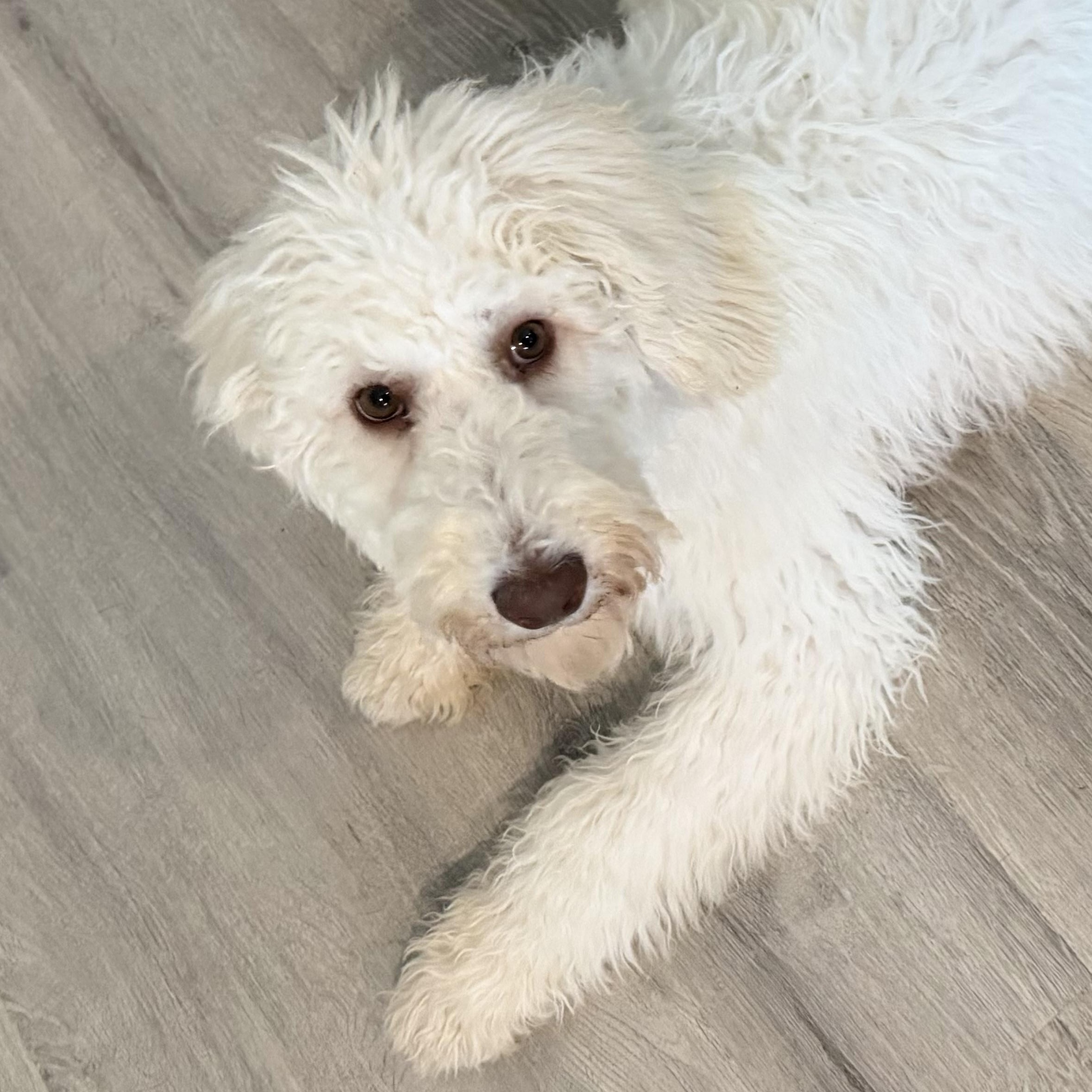 Enlarge Eden , an adopted mixed breed in South Portland, ME image 2/3