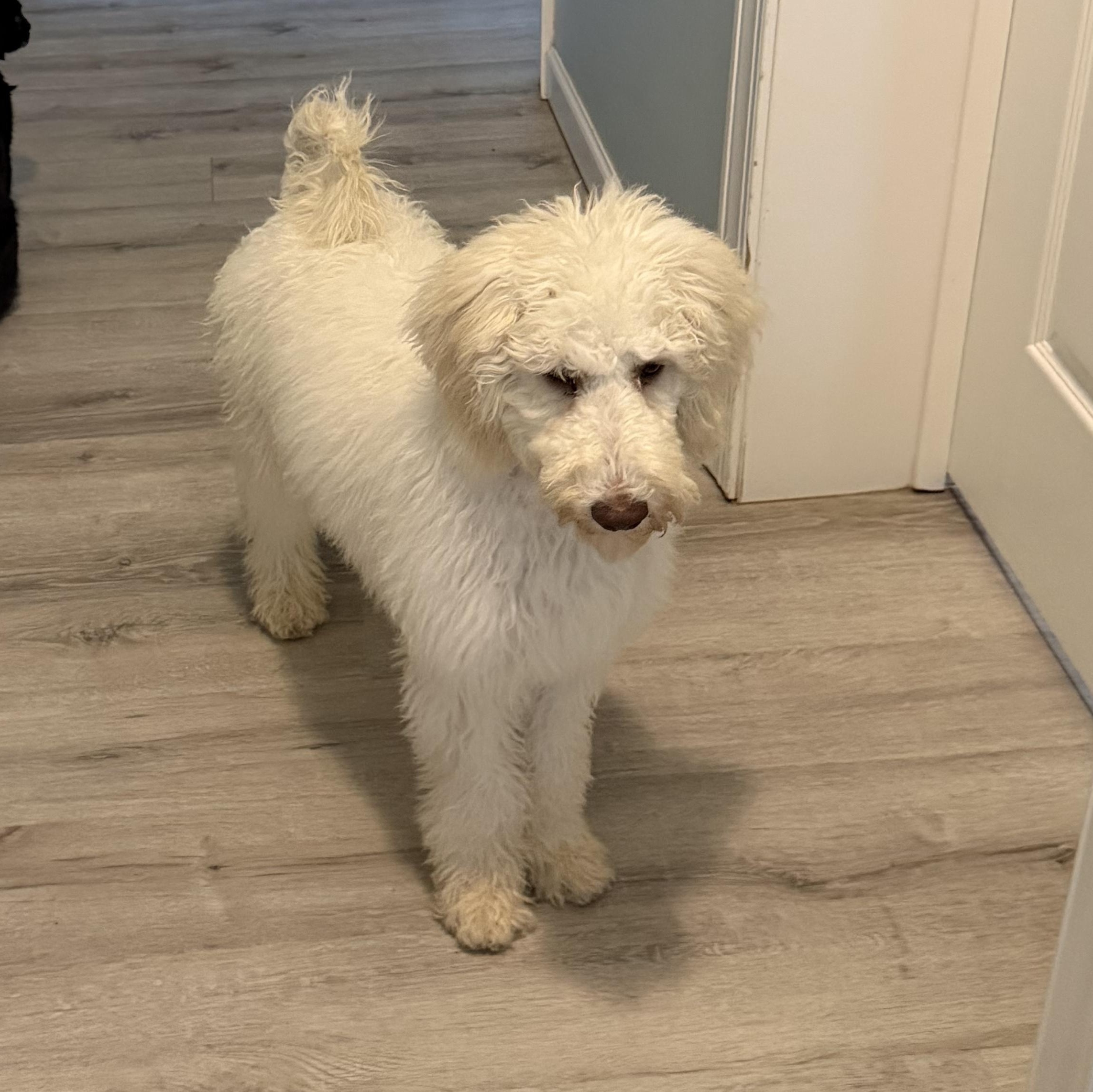 Enlarge Eden , an adopted mixed breed in South Portland, ME image 3/3