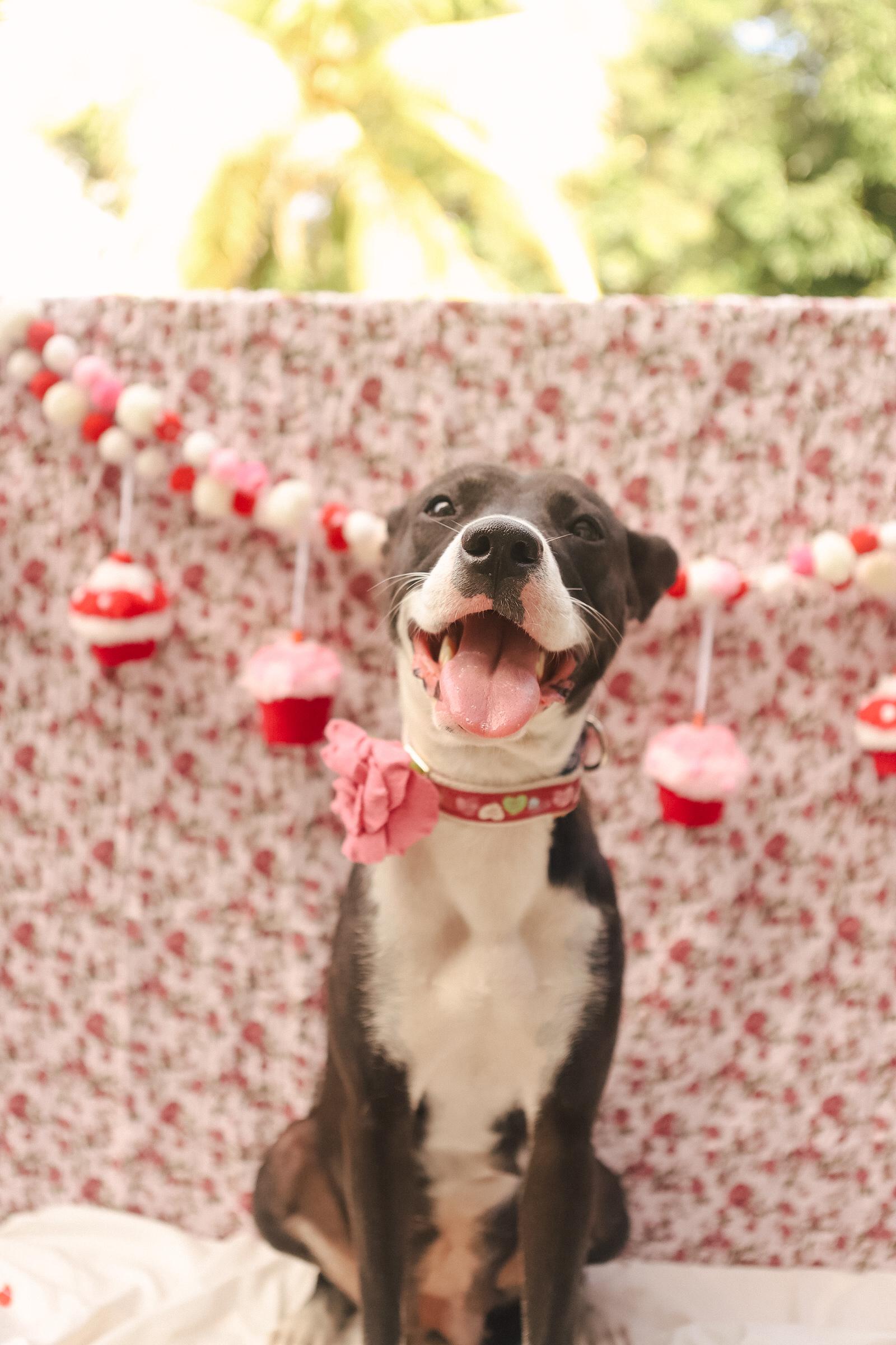 Enlarge Jodie, a ADOPTABLE mixed breed in San Juan, PR image 4/6