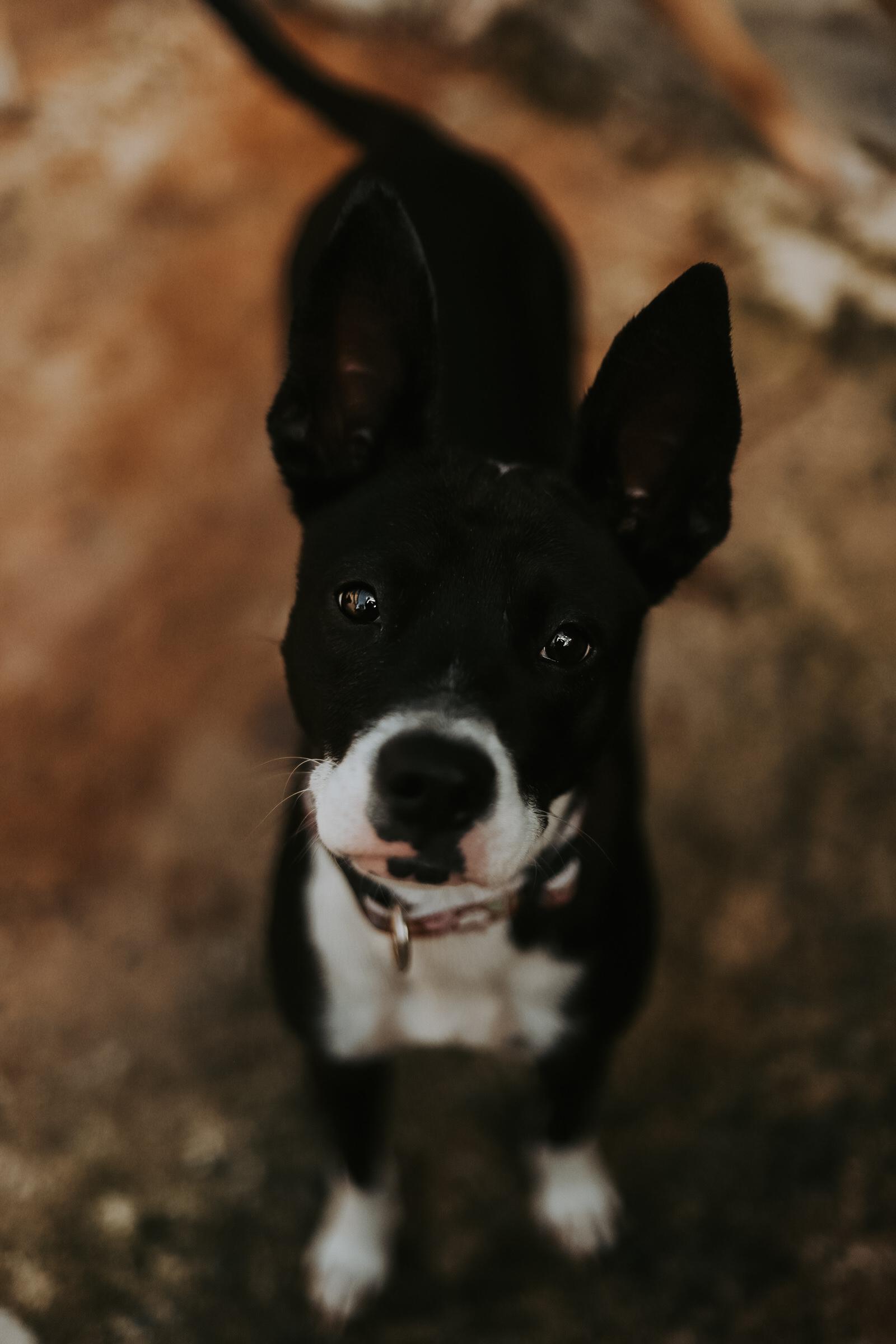 Enlarge Jodie, a ADOPTABLE mixed breed in San Juan, PR image 2/3