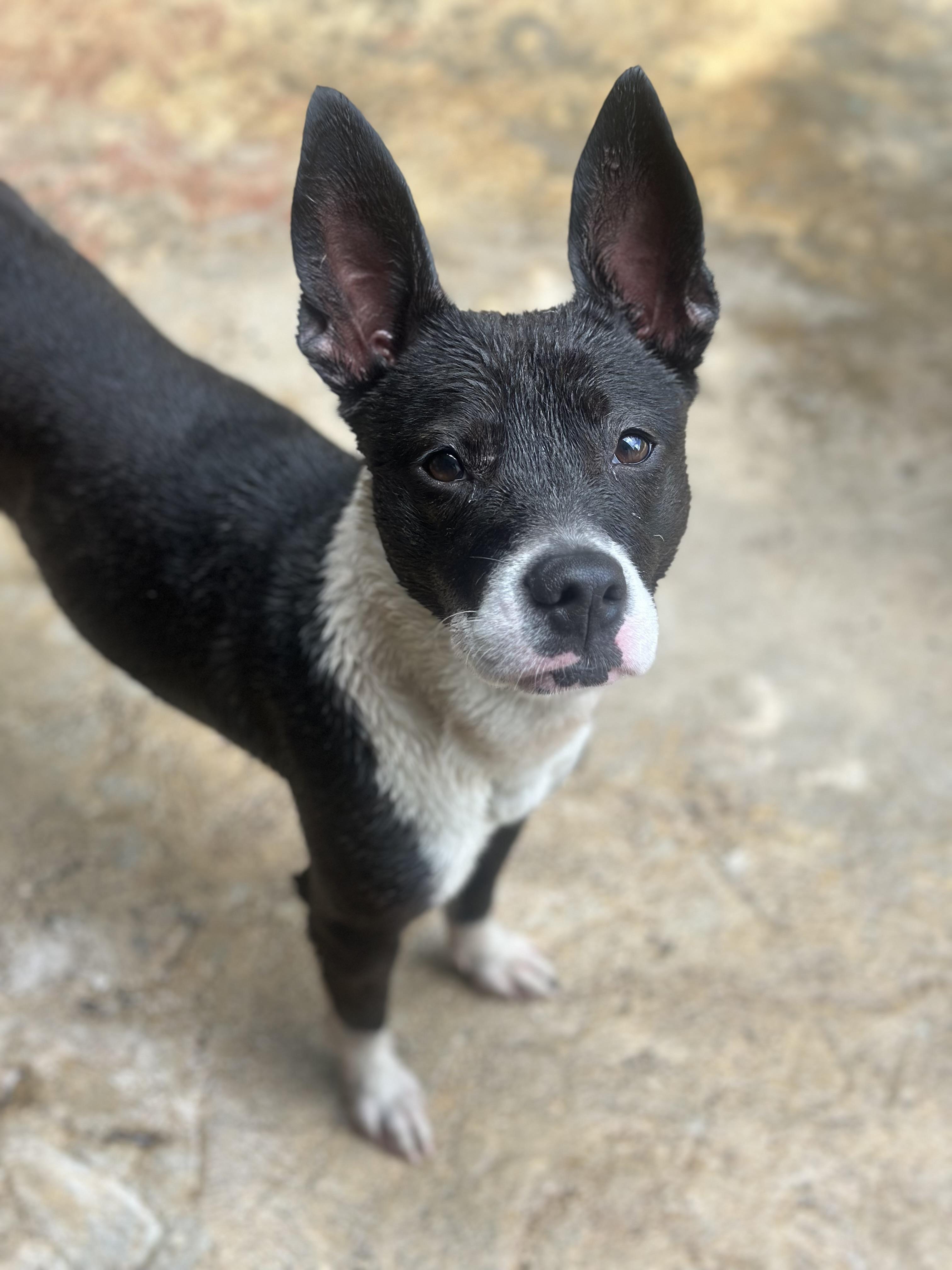 Jodie, a ADOPTABLE mixed breed in San Juan, PR image 5/6