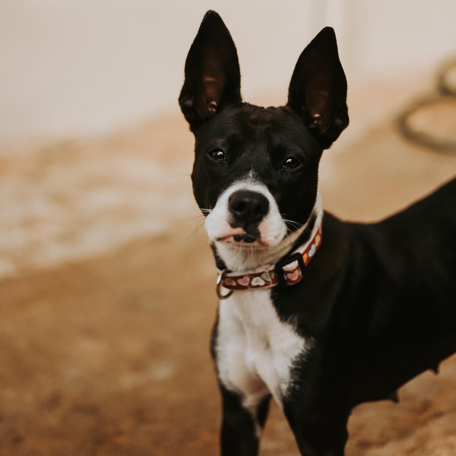 Enlarge Jodie, a ADOPTABLE mixed breed in San Juan, PR image 3/3