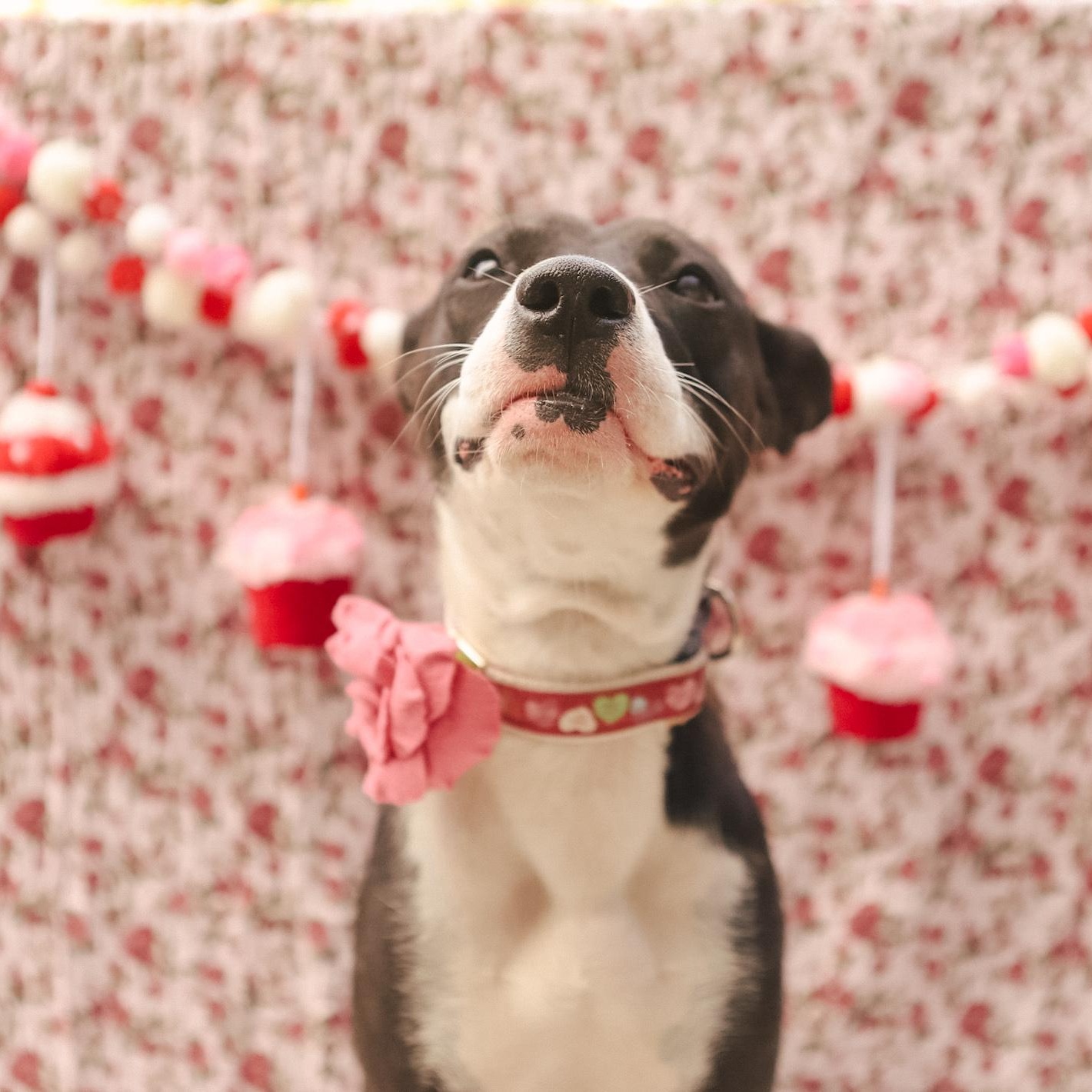 Enlarge Jodie, a ADOPTABLE mixed breed in San Juan, PR image 2/6