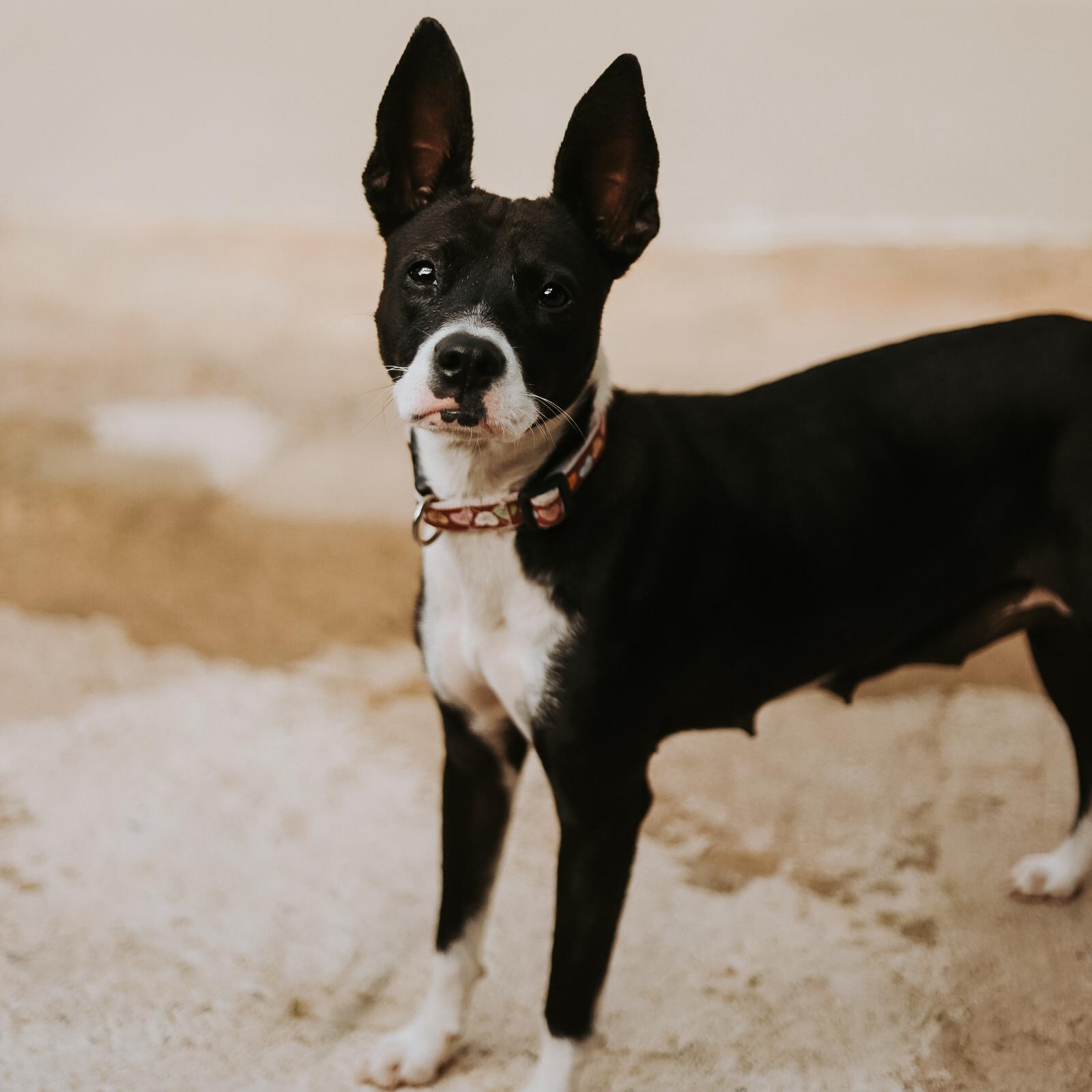 Jodie, ADOPTABLE, Young Female Rat Terrier.
