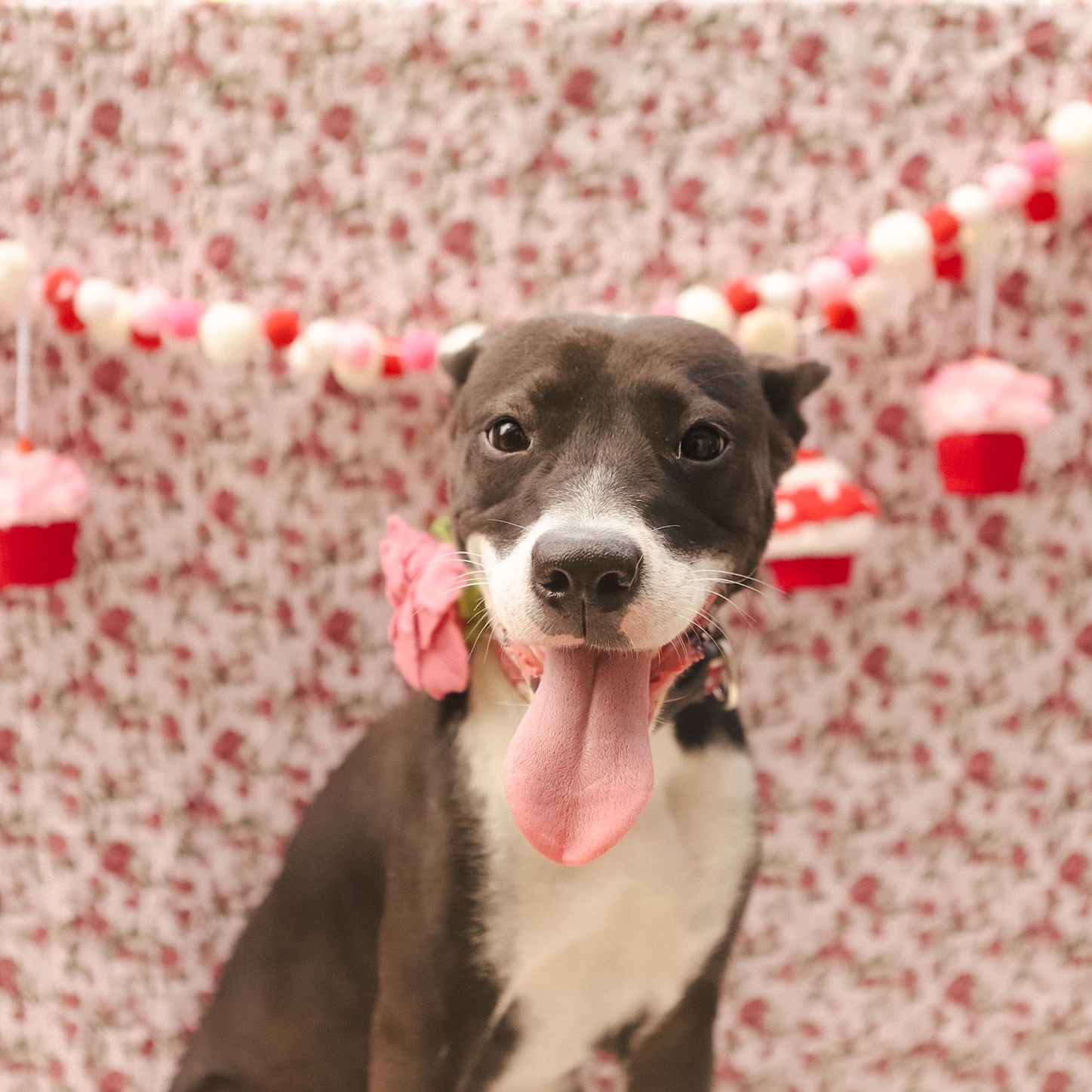 Enlarge Jodie, a ADOPTABLE mixed breed in San Juan, PR image 3/6