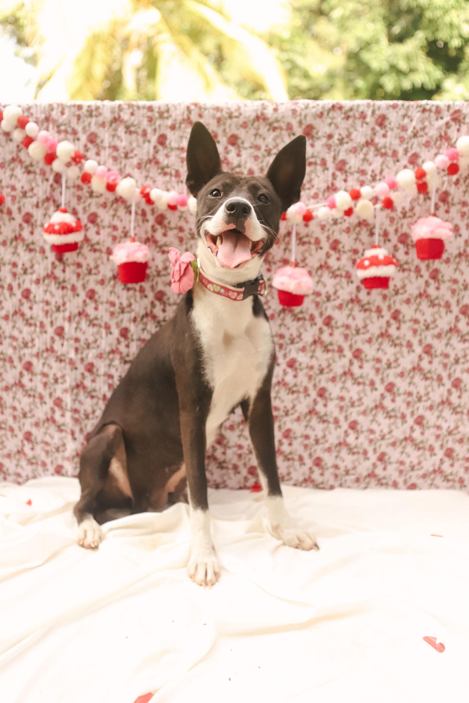 Enlarge Jodie, a ADOPTABLE mixed breed in San Juan, PR image 1/6