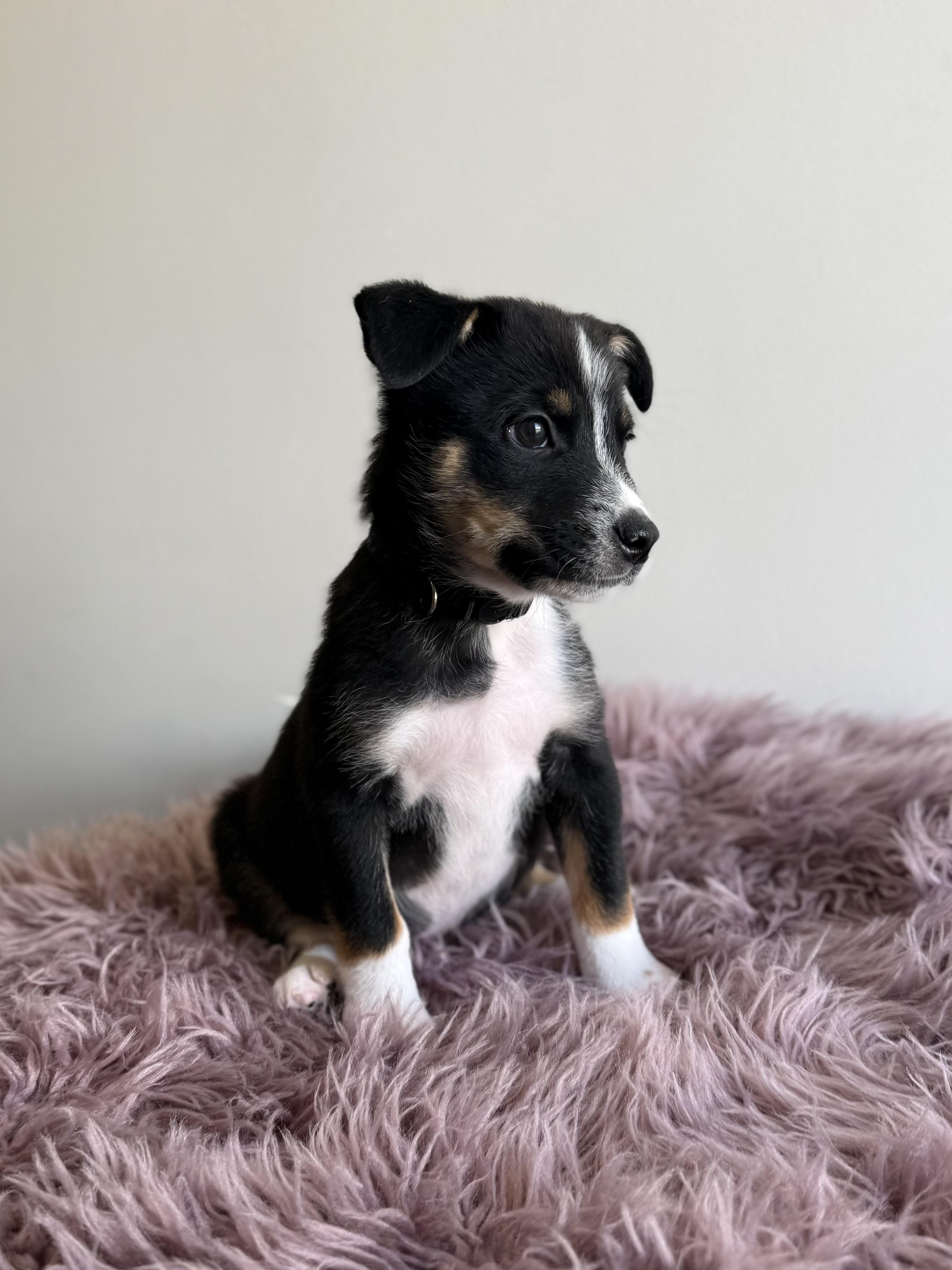 Pepe The Prawn, an adoptable mixed breed in Eagle, CO image 4/6