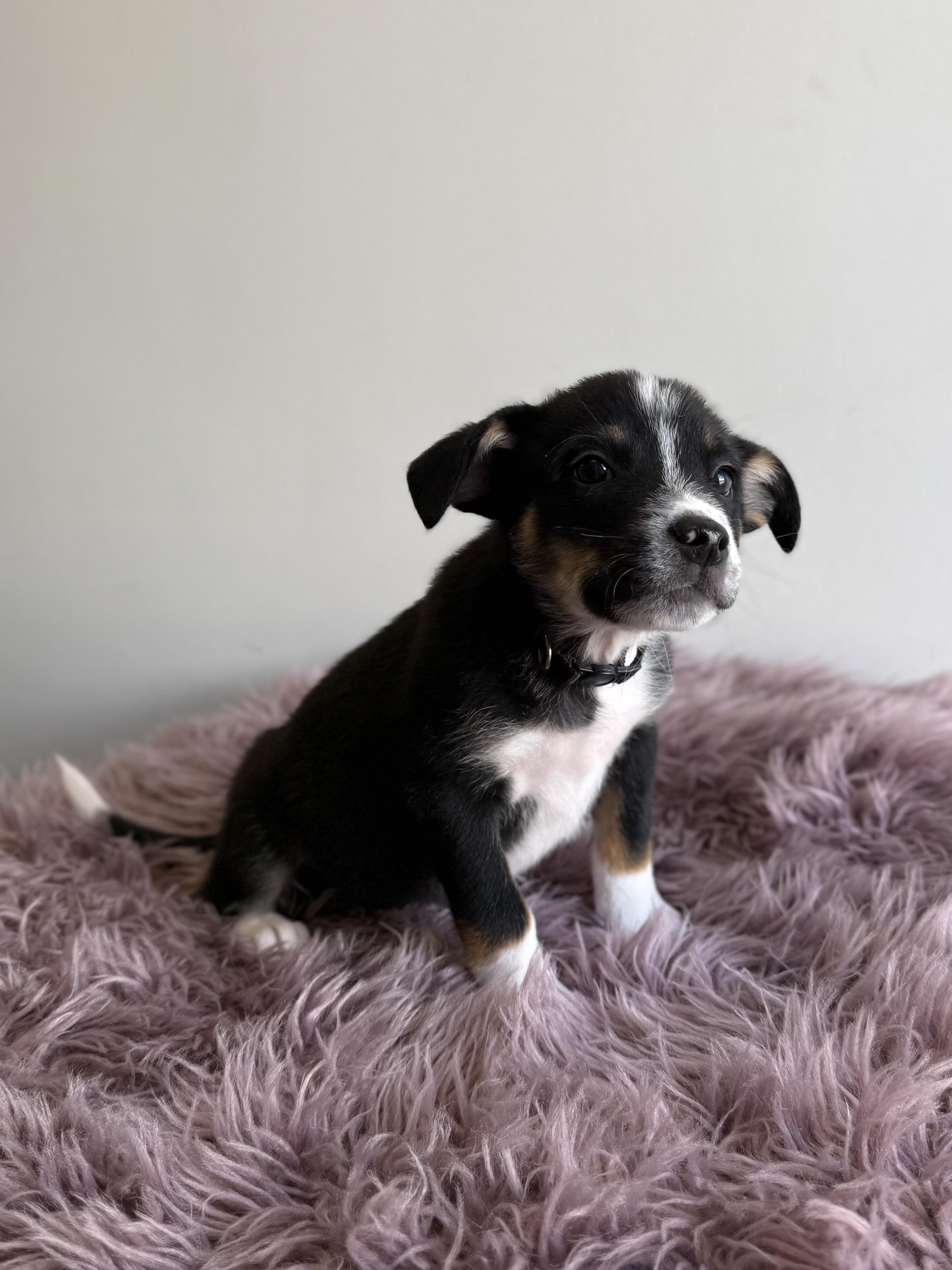 Pepe The Prawn, an adoptable mixed breed in Eagle, CO image 6/6