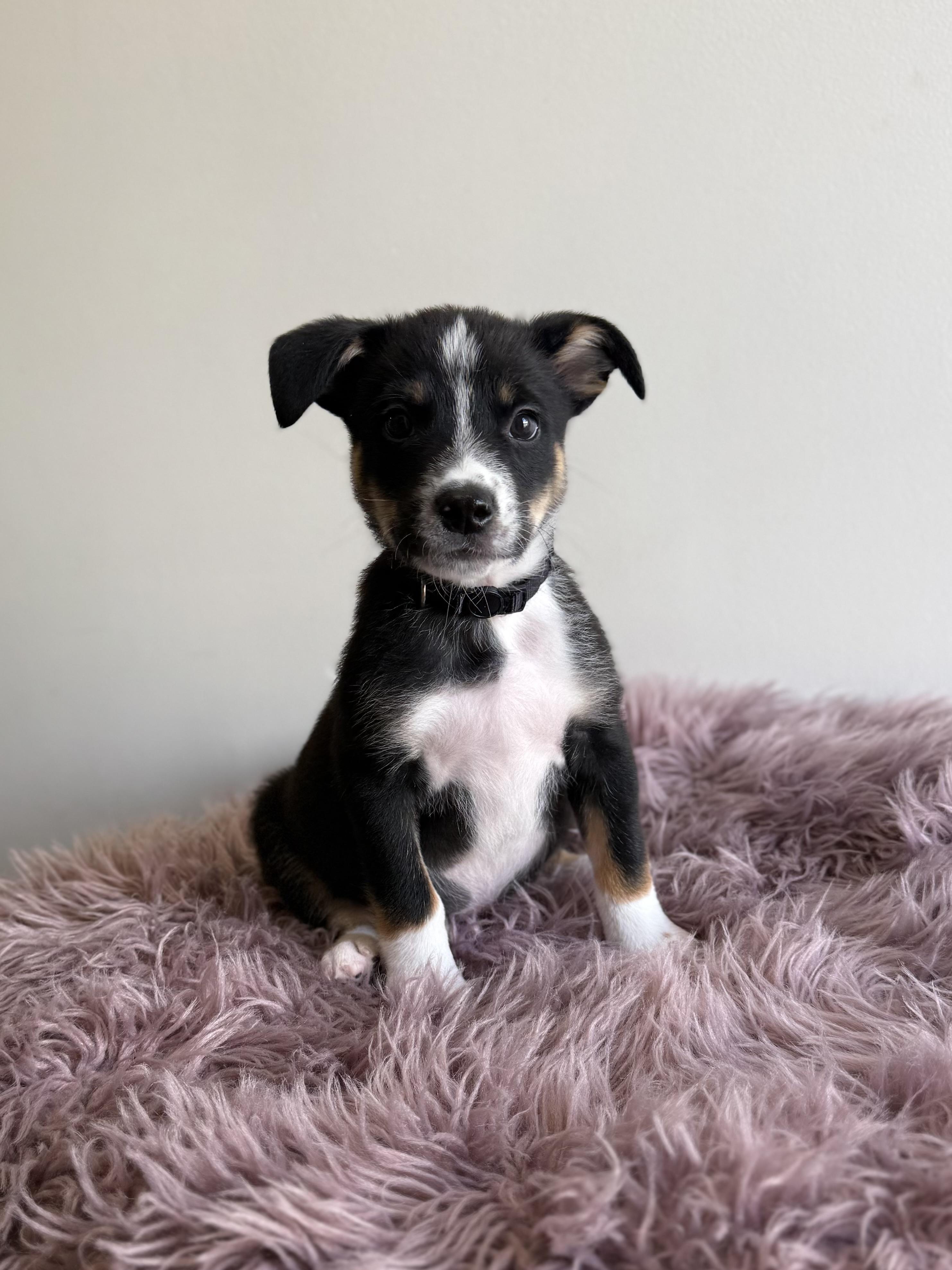 Pepe The Prawn, an adoptable mixed breed in Eagle, CO image 2/6
