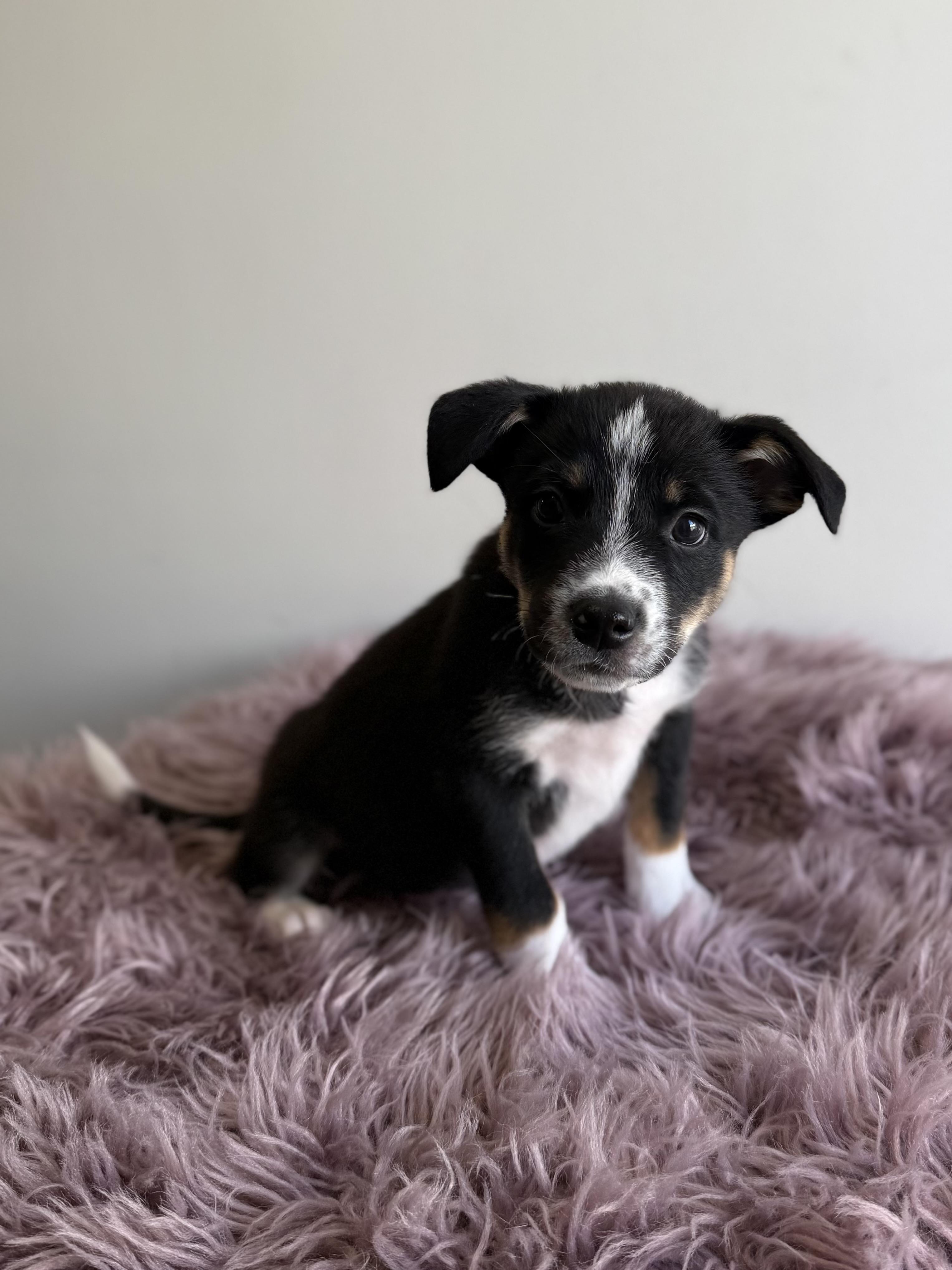 Pepe The Prawn, an adoptable mixed breed in Eagle, CO image 5/6