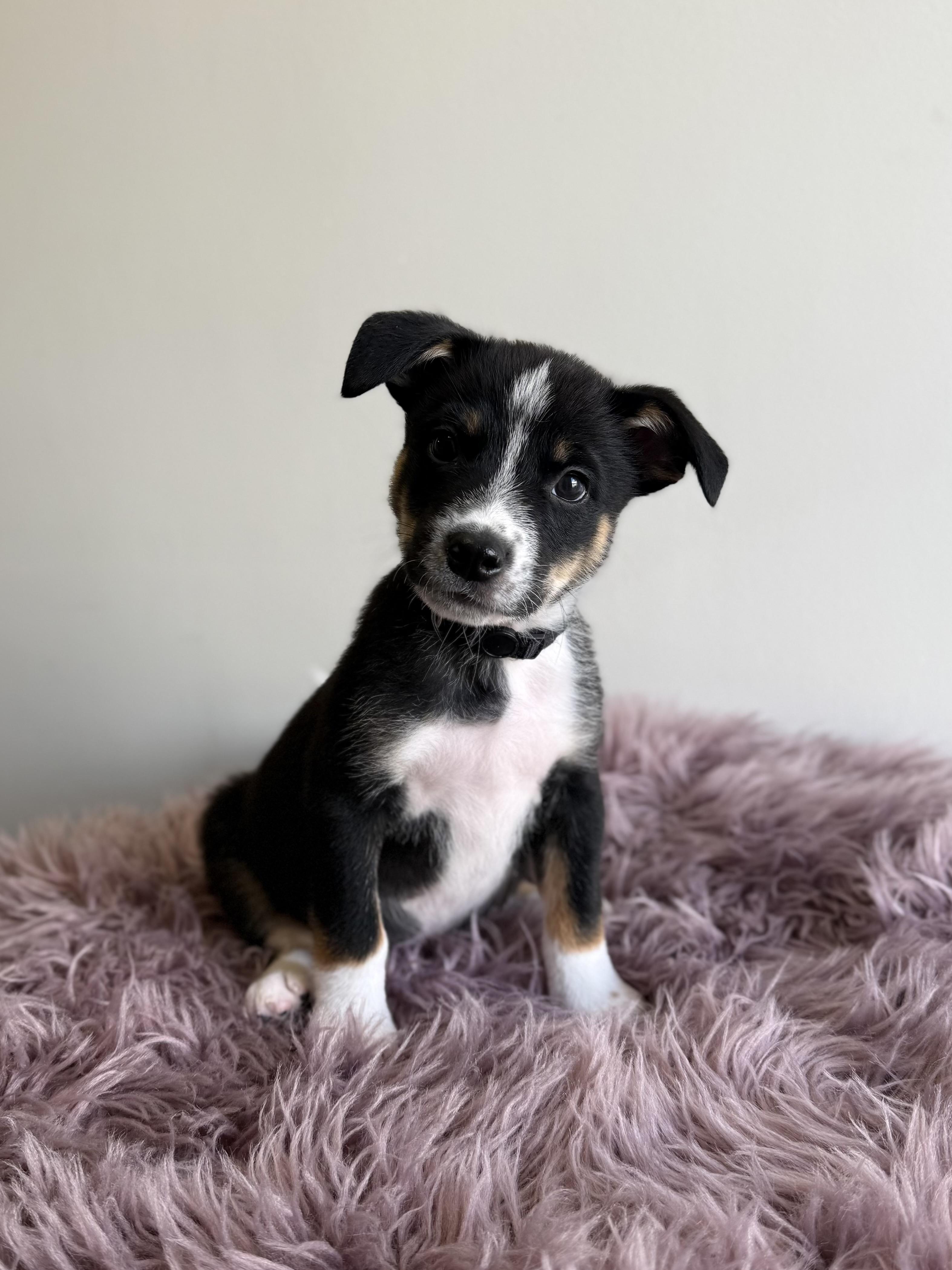Pepe The Prawn, adoptable, Puppy Male Terrier & Border Collie.