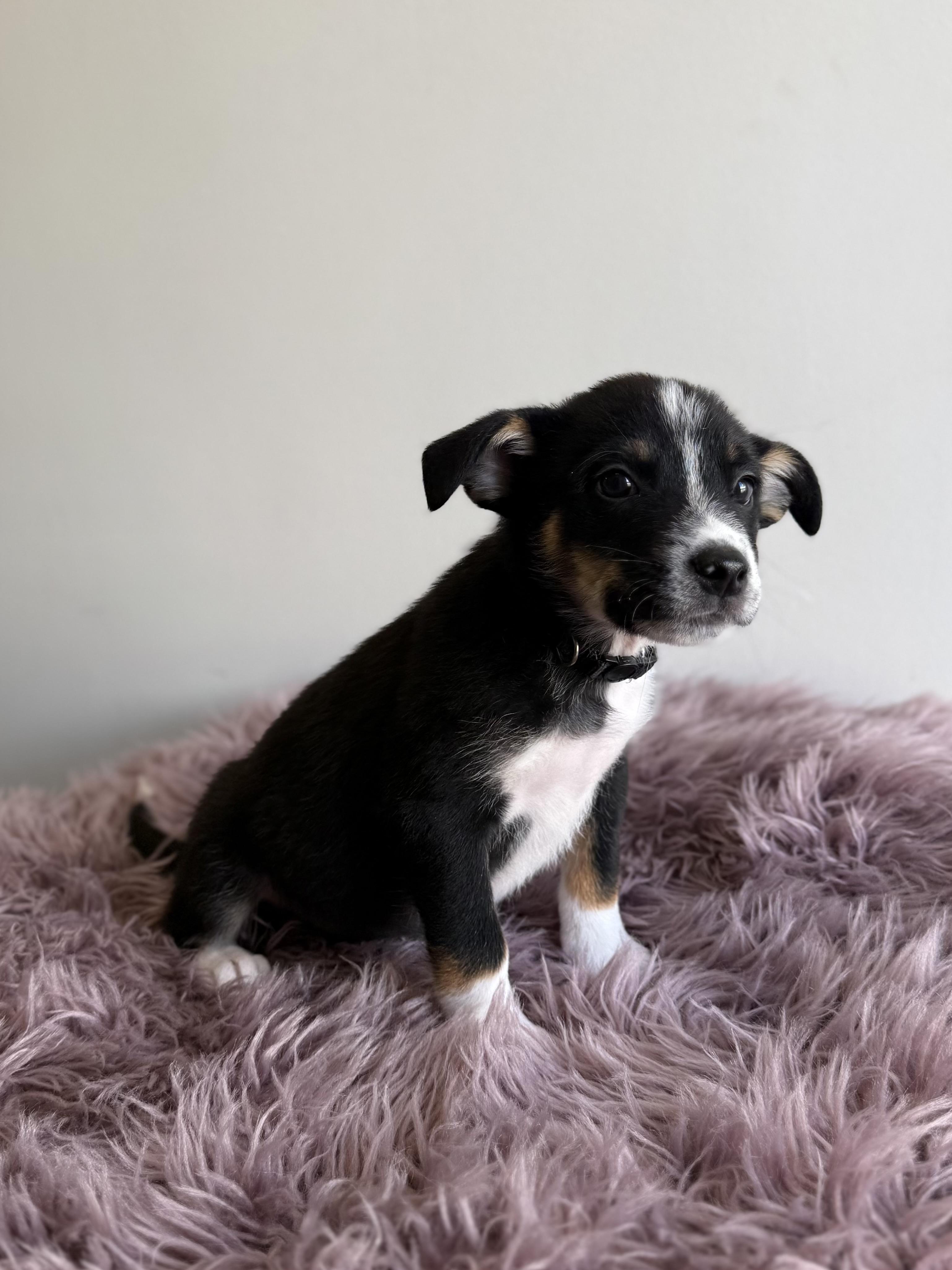 Pepe The Prawn, an adoptable mixed breed in Eagle, CO image 3/6
