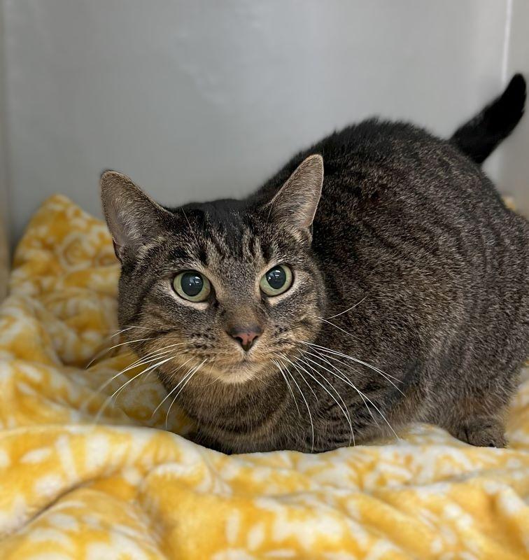 Lola, Adopted, Senior Female Domestic Short Hair.