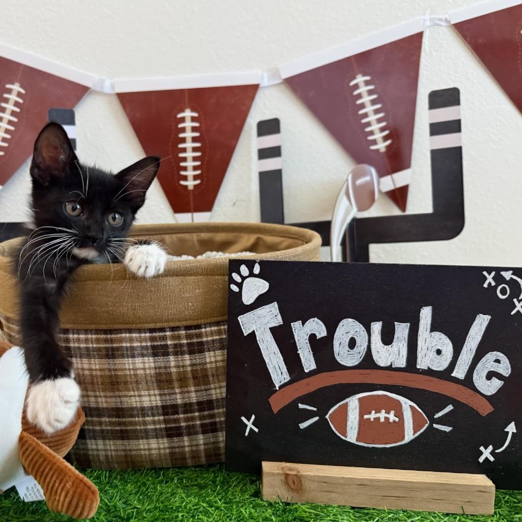 Trouble, Adoptable, Kitten Female American Shorthair.