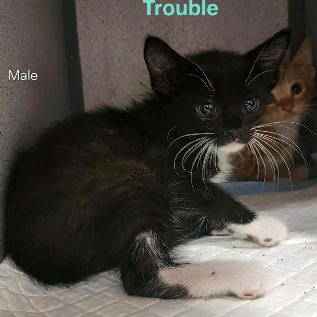 Enlarge Trouble, a Adoptable American Shorthair in Collinsville , OK image 2/2