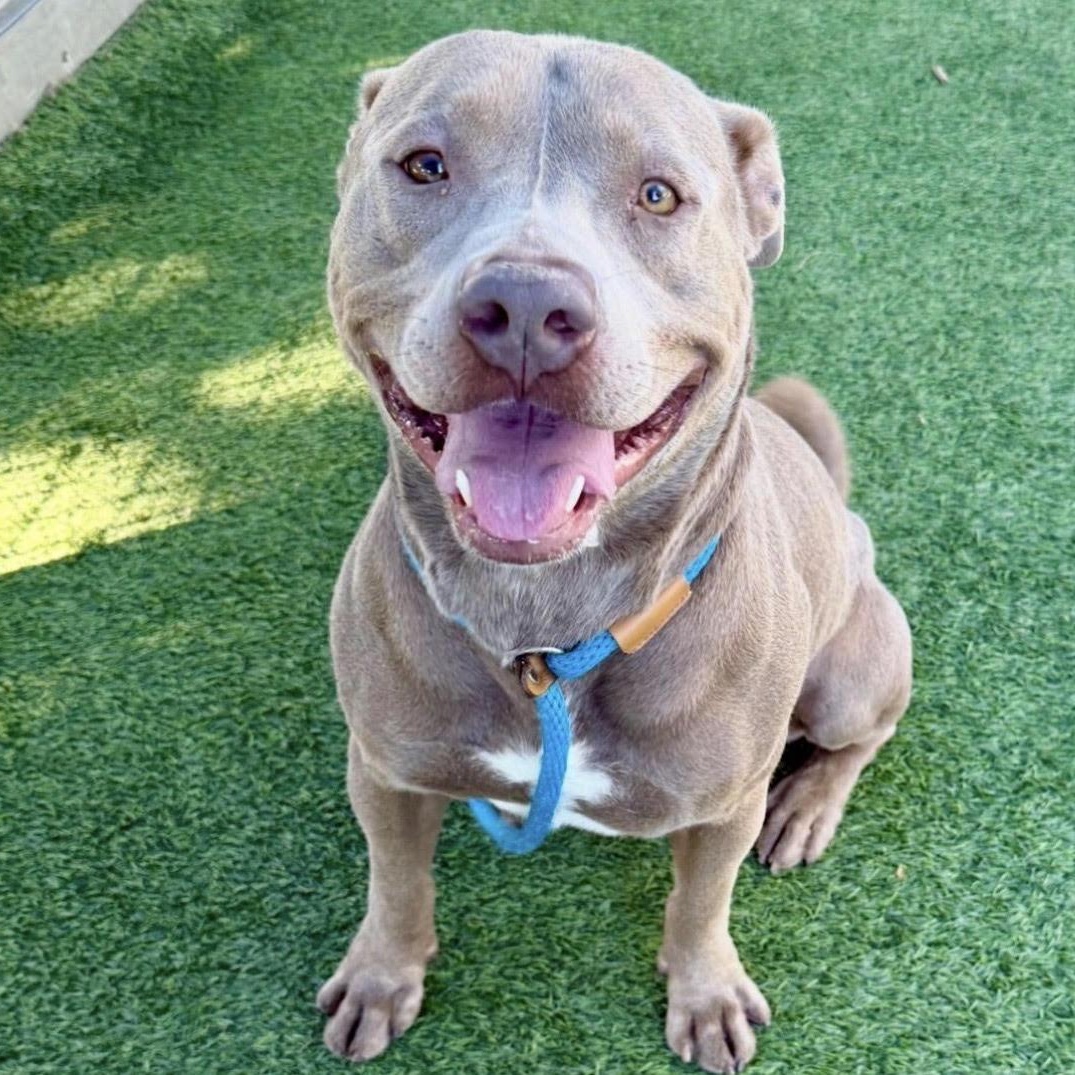 Mookie, a ADOPTABLE mixed breed in Tarzana, CA image 1/3