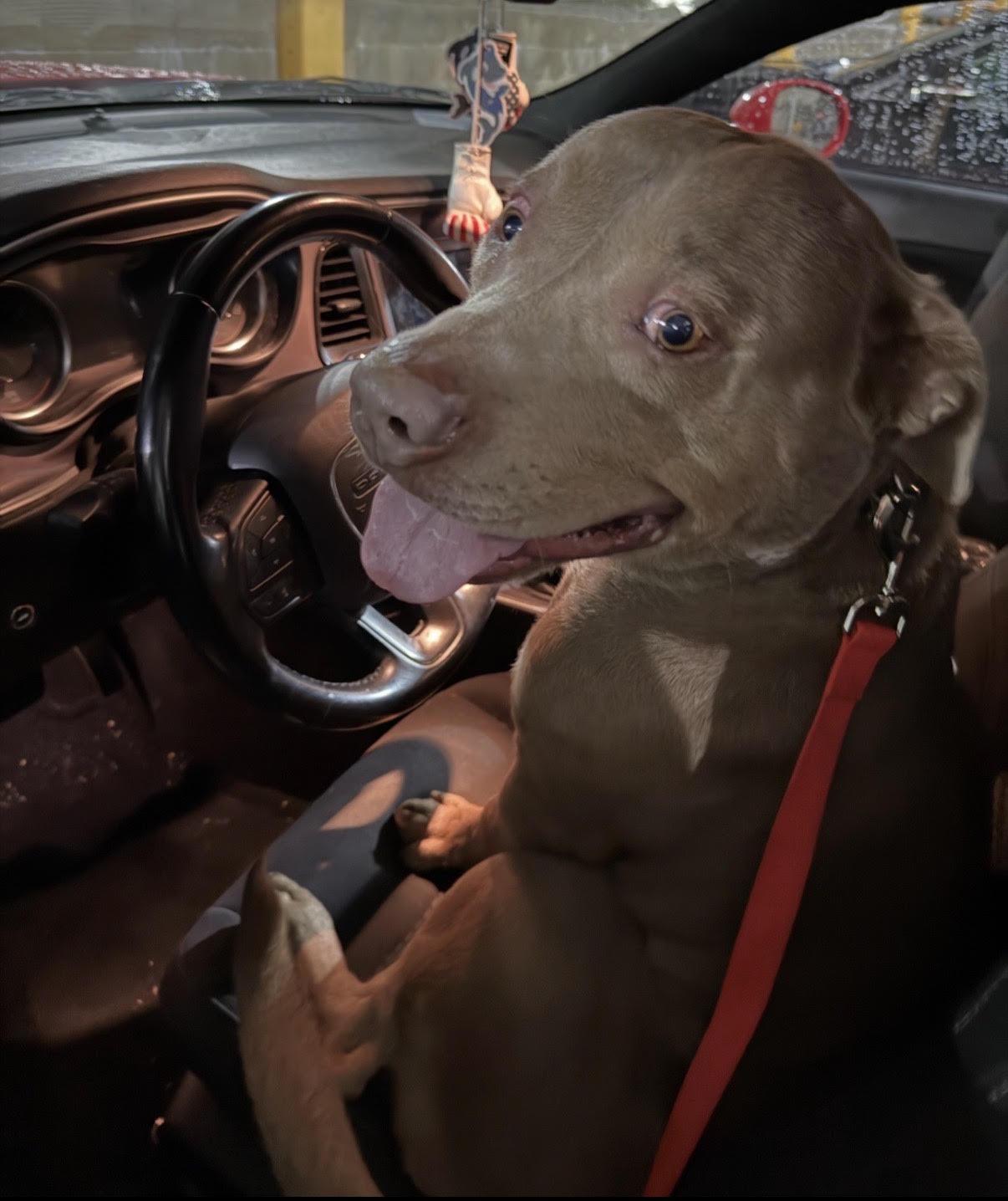 Mookie, a ADOPTABLE mixed breed in Tarzana, CA image 2/3