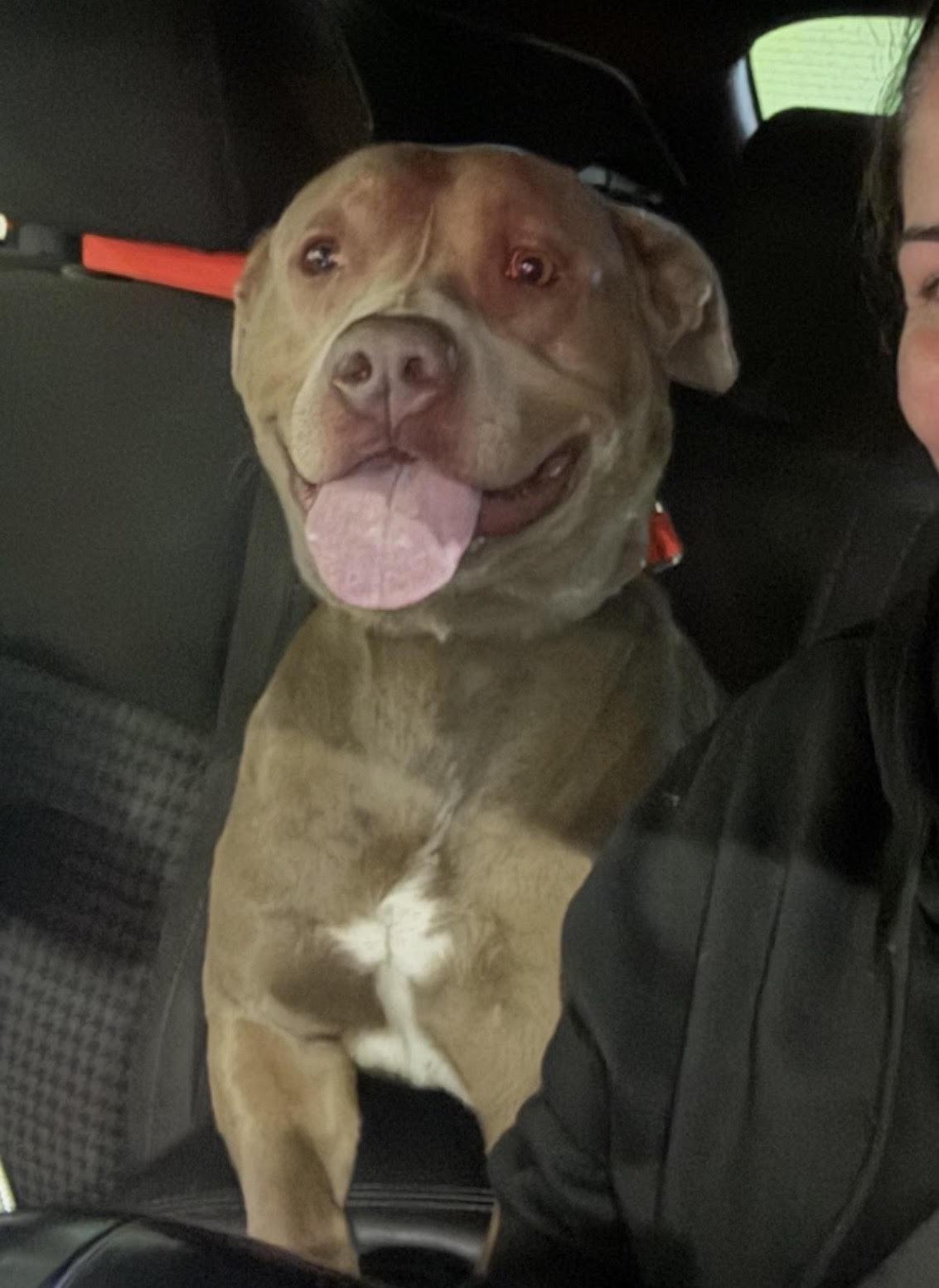 Mookie, a ADOPTABLE mixed breed in Tarzana, CA image 3/3