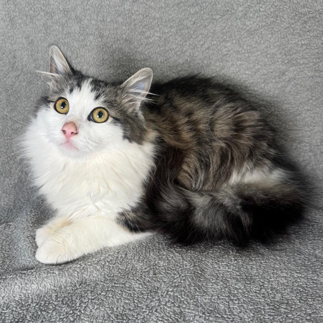 Simon, Adoptable, Young Male Domestic Long Hair.