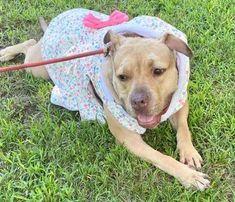 SANDY, a Adoptable mixed breed in East Meadow, NY image 6/6