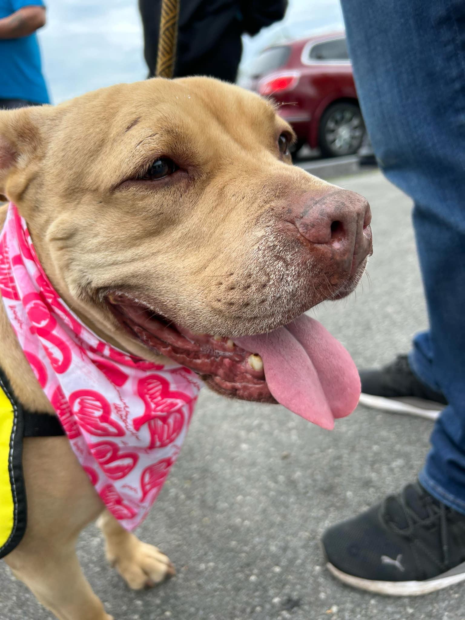 SANDY, a Adoptable mixed breed in East Meadow, NY image 3/6