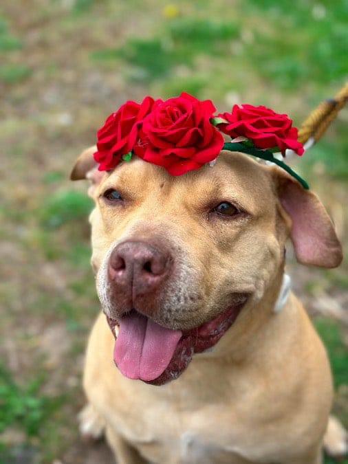SANDY, a Adoptable mixed breed in East Meadow, NY image 4/6