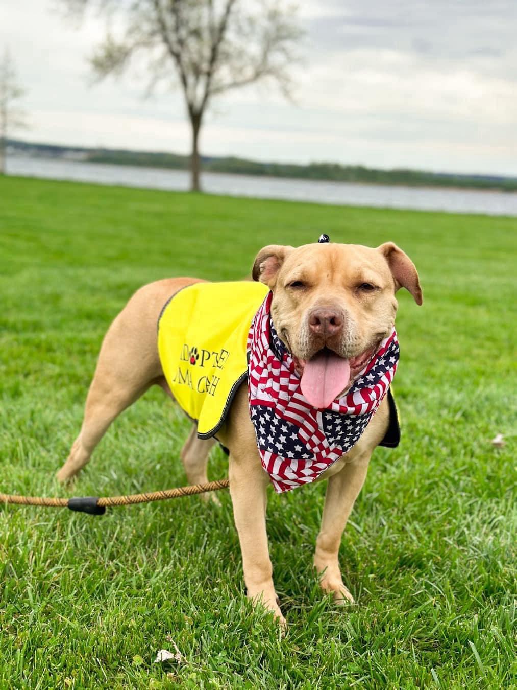 SANDY, a Adoptable mixed breed in East Meadow, NY image 5/6