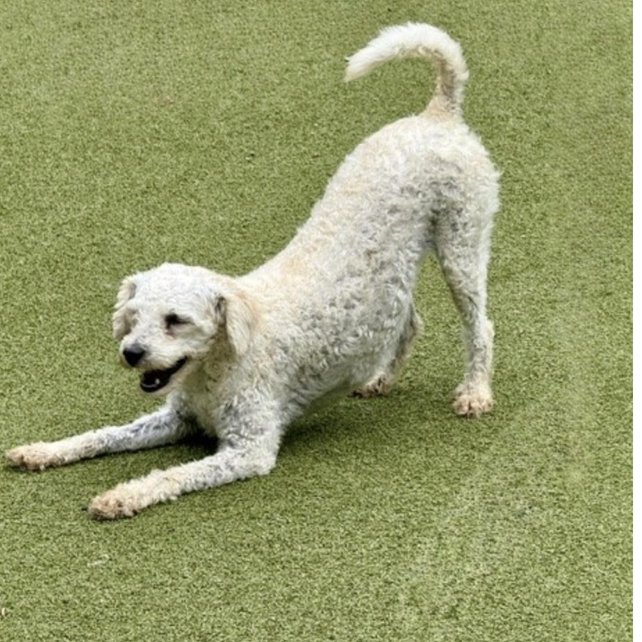 ABIGAIL, an adopted mixed breed in allentown, PA image 3/6