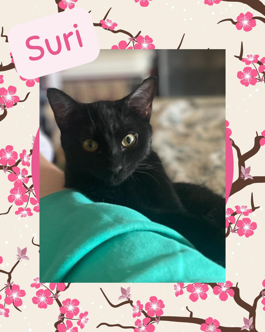 Suri, Baby Female Domestic Short Hair