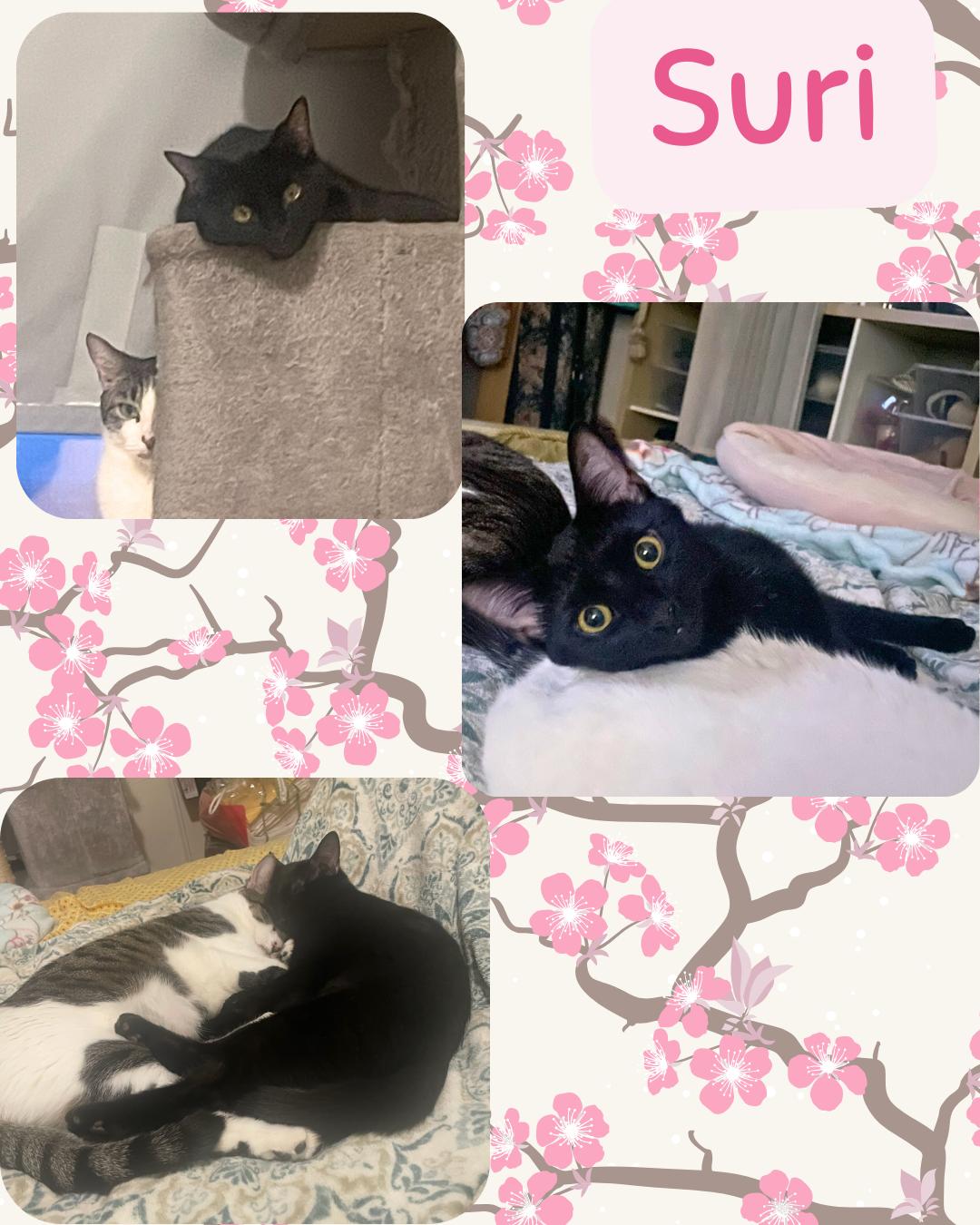 Suri photo 3