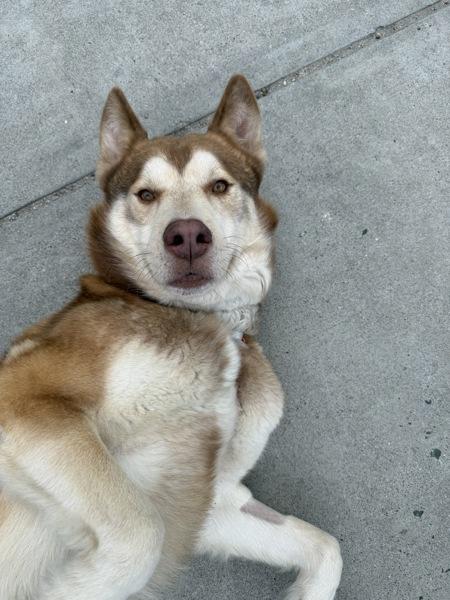 Kai, a Adoptable mixed breed in Monterey, CA image 1/3