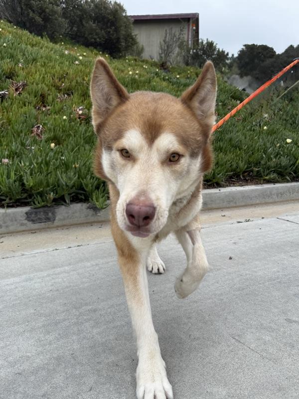 Kai, a Adoptable mixed breed in Monterey, CA image 2/3