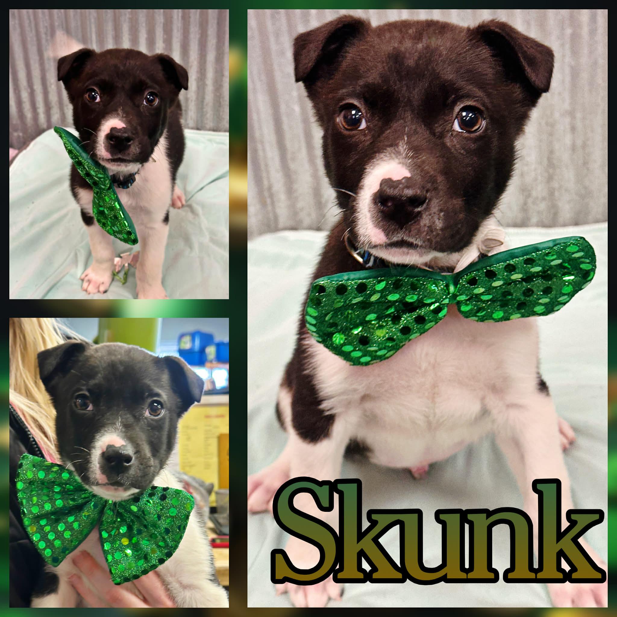 Enlarge Skunk, a ADOPTABLE mixed breed in Hatfield, PA image 1/1