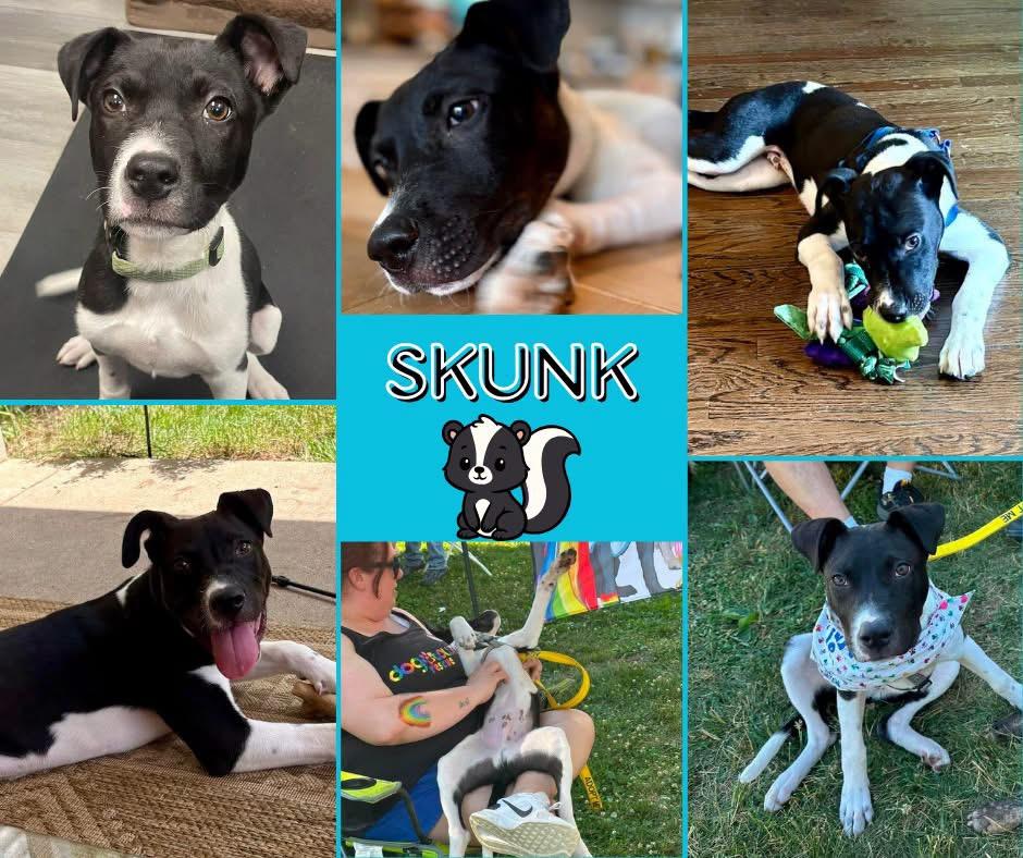Enlarge Skunk, a ADOPTABLE mixed breed in Hatfield, PA image 1/1