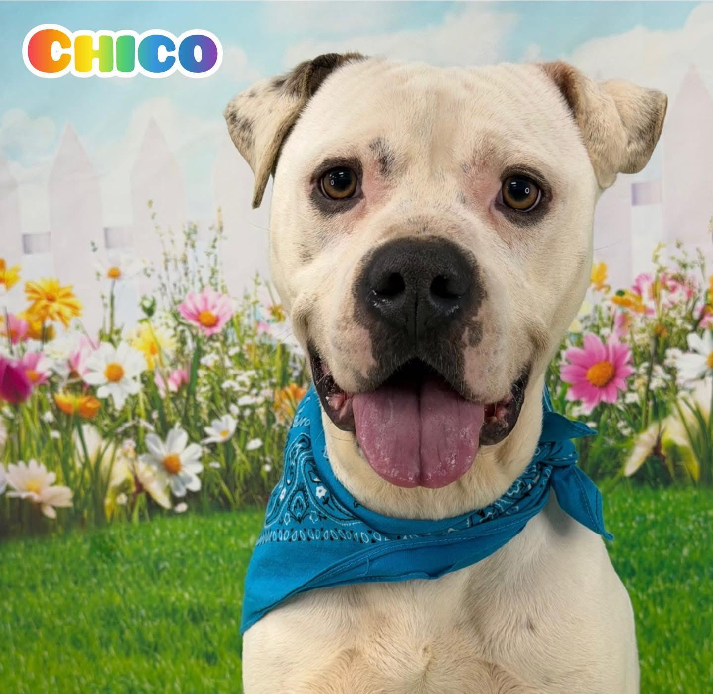 Chico, ADOPTABLE, Adult Male Mixed Breed.