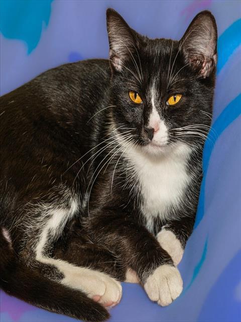 LLARONA, Adoptable, Kitten Female Domestic Short Hair.