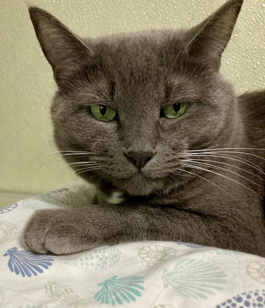 Charlotte, Adoptable, Adult Female Domestic Short Hair.