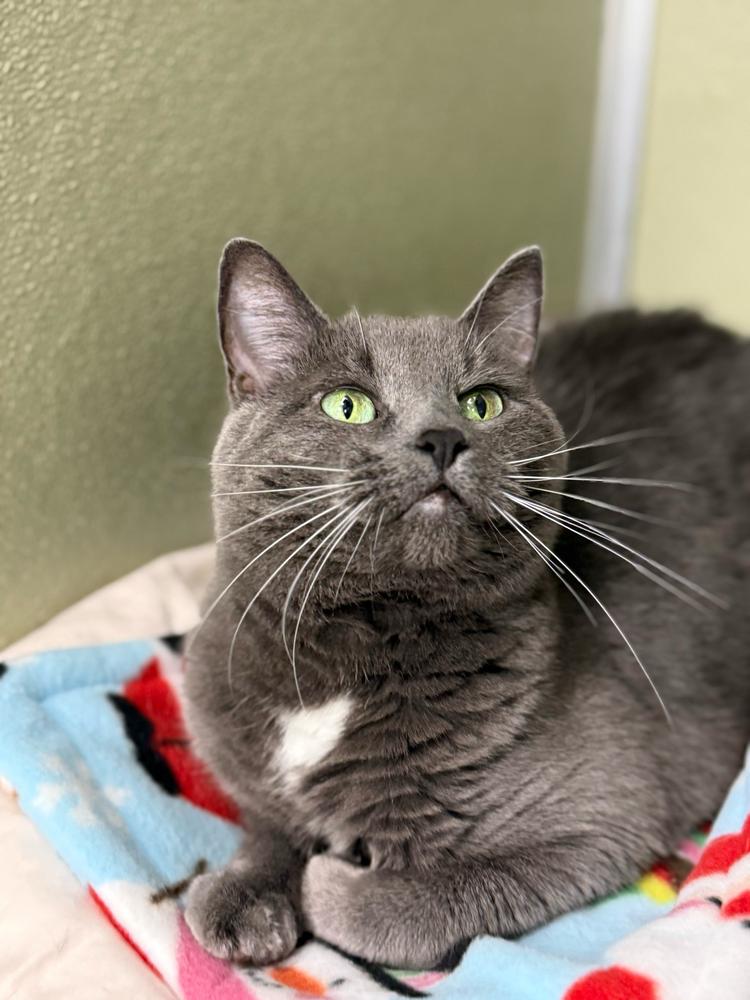 Enlarge Charlotte, a Adoptable mixed breed in Milltown, NJ image 1/2