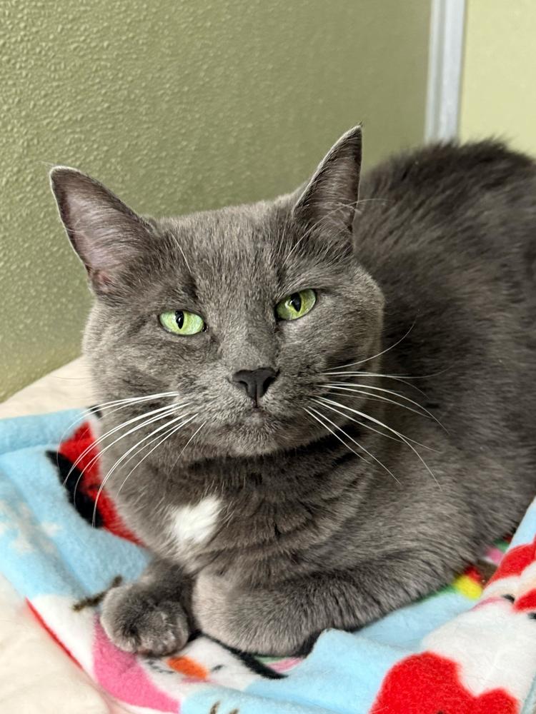 Enlarge Charlotte, a Adoptable mixed breed in Milltown, NJ image 2/2