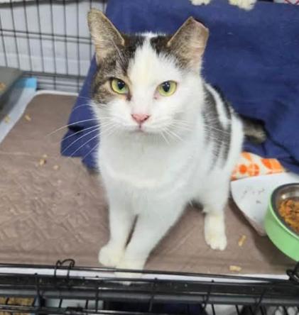 Enlarge Sula, a Adoptable Domestic Short Hair in Evans City, PA image 3/3
