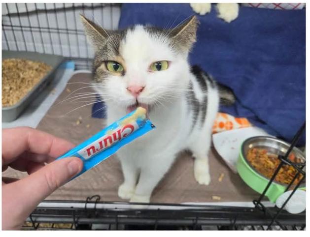 Enlarge Sula, a Adoptable Domestic Short Hair in Evans City, PA image 1/3